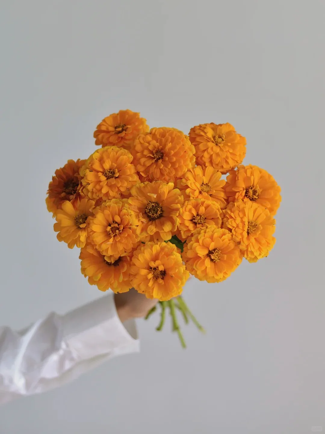 草花 · 百日草·橘子香水